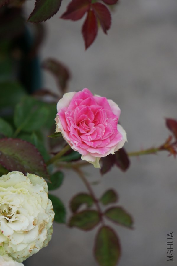 DSC02375.JPG