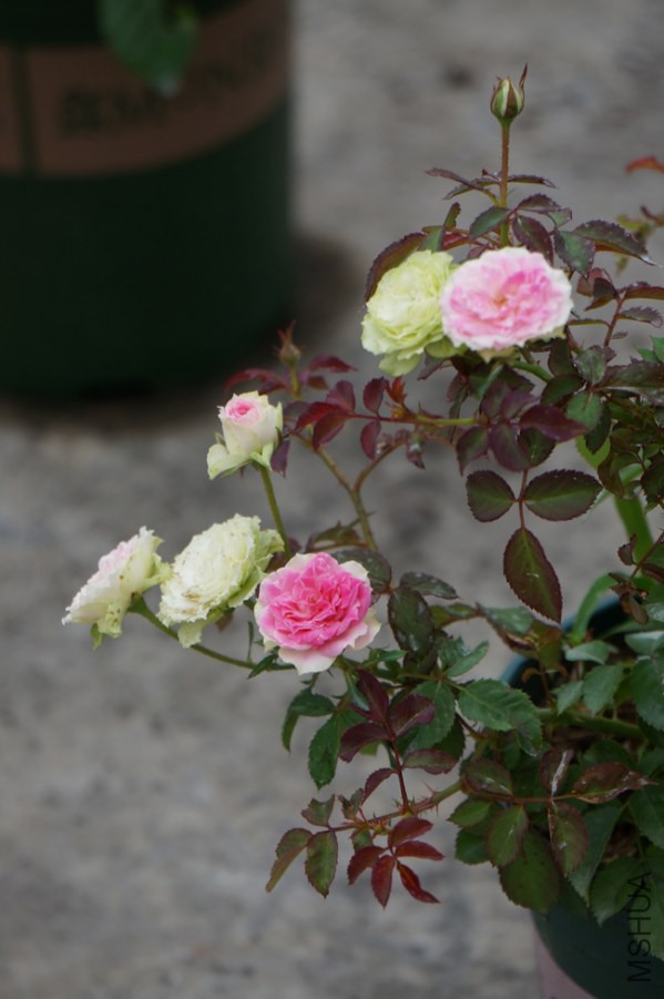 DSC02408.JPG