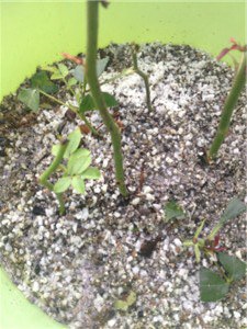 ����е��ҹ�����֦�����Ǵ��ұ�˳�ģ�