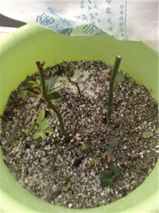 �Ǻǣ���ϸ��֦�����ÿɰ�����Ҷ��