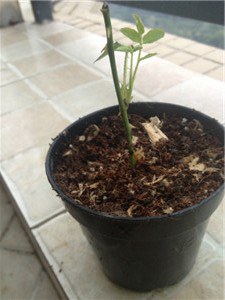 �����ˣ�