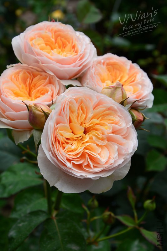 DSC_2803 (2)_����.jpg