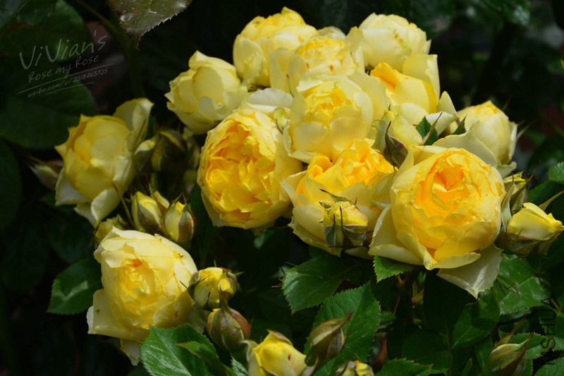 DSC_2627 (2)_����.jpg