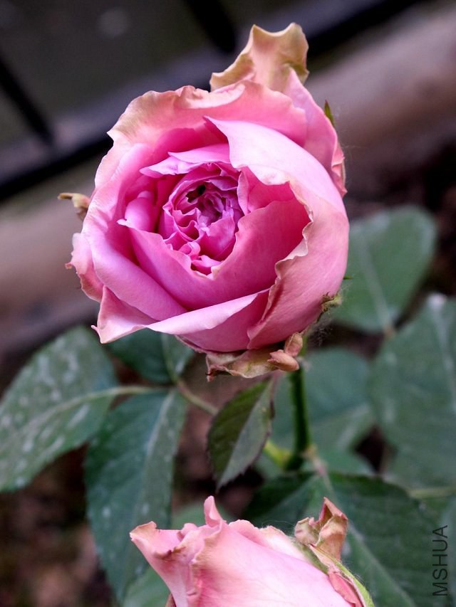 psb(1).jpg