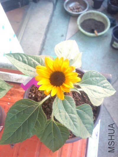 ����С ��