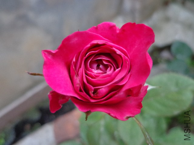 DSC02865.JPG