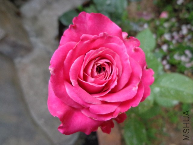 DSC02904.JPG