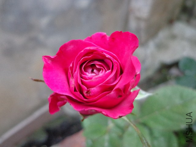 DSC02866.JPG