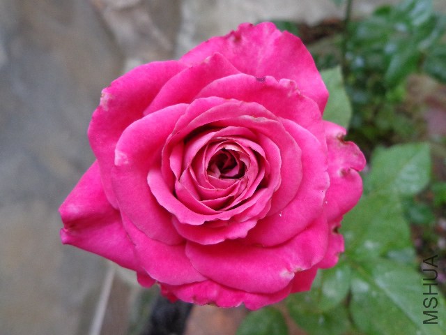 DSC02924.JPG