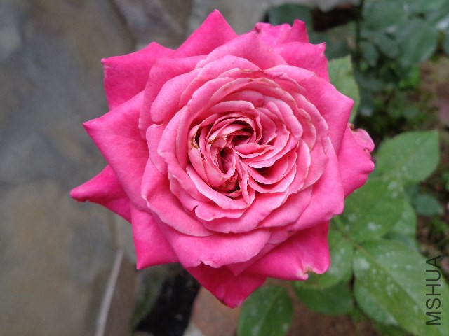 DSC02936.JPG