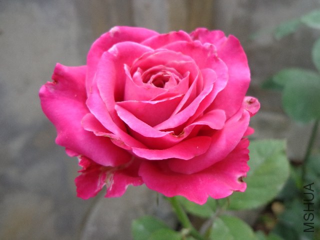 DSC02905.JPG