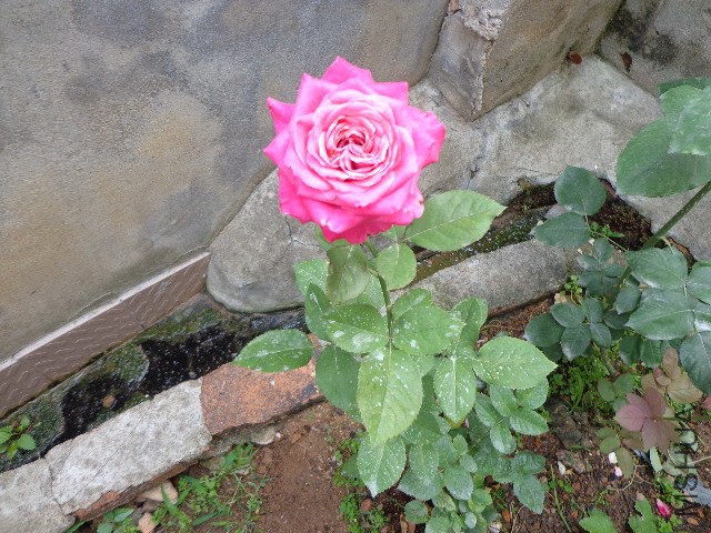 DSC02938.JPG