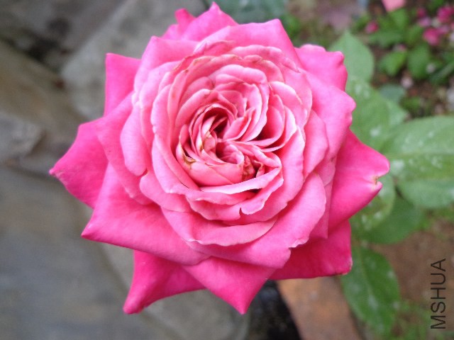 DSC02937.JPG