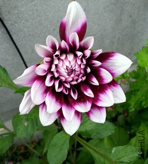 �������� Mystery Day20140617.jpg