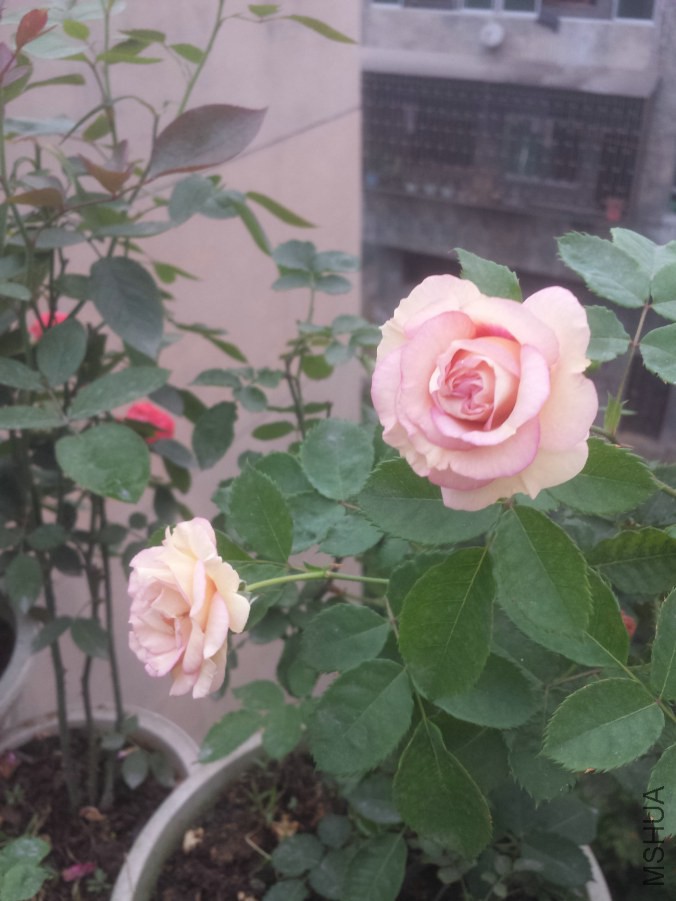 20140613_064440.jpg