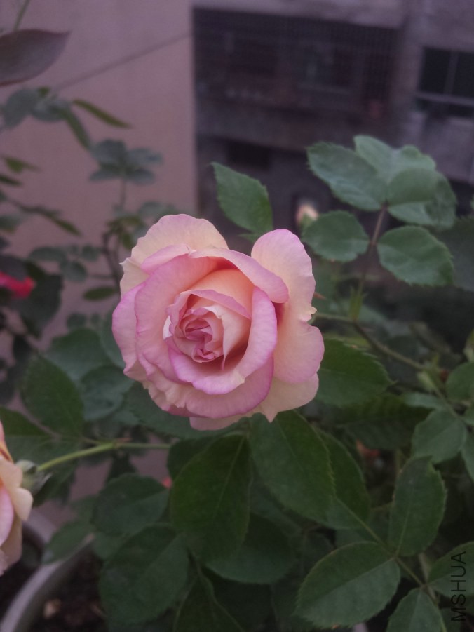 20140613_064447.jpg