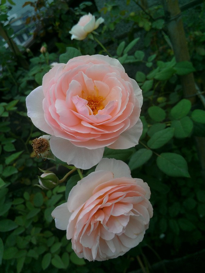 IMAG0214-1.jpg