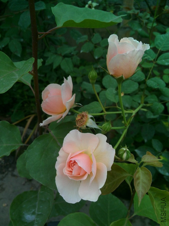IMAG0217.jpg