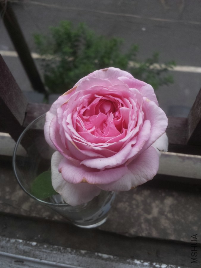20140616_074336.jpg