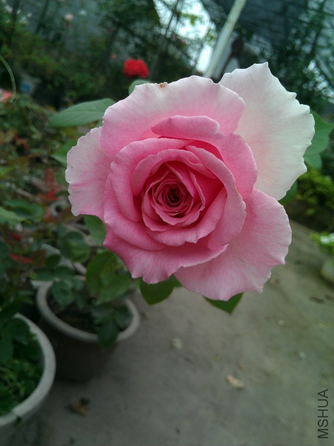 IMAG0213-1.jpg