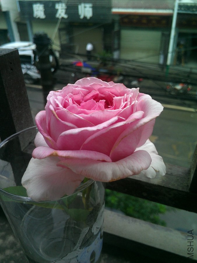 IMAG0224.jpg