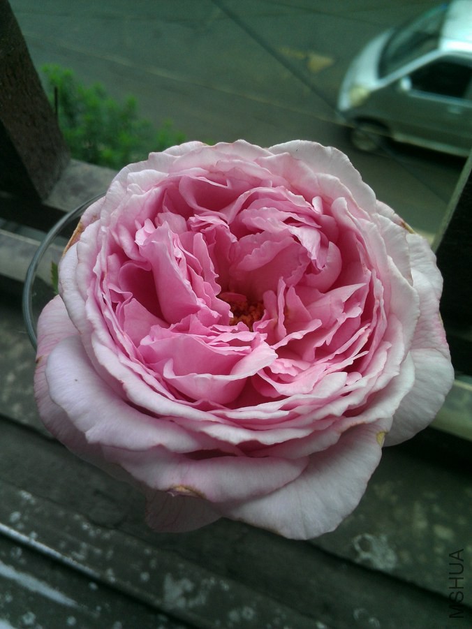 IMAG0225.jpg