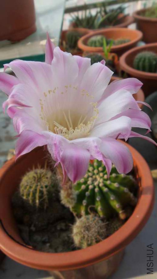 20140613_072150.jpg