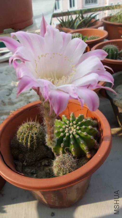 20140613_072213_5_bestshot.jpg