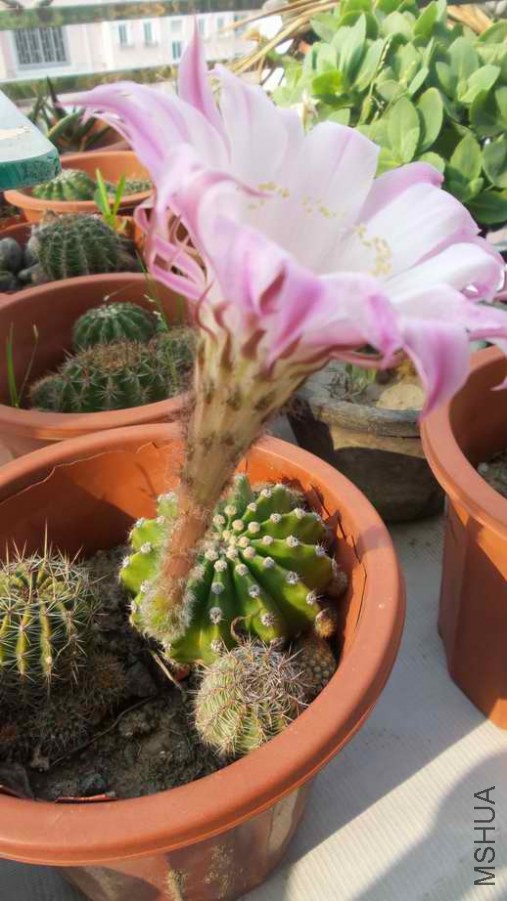 20140613_072305_5_bestshot.jpg
