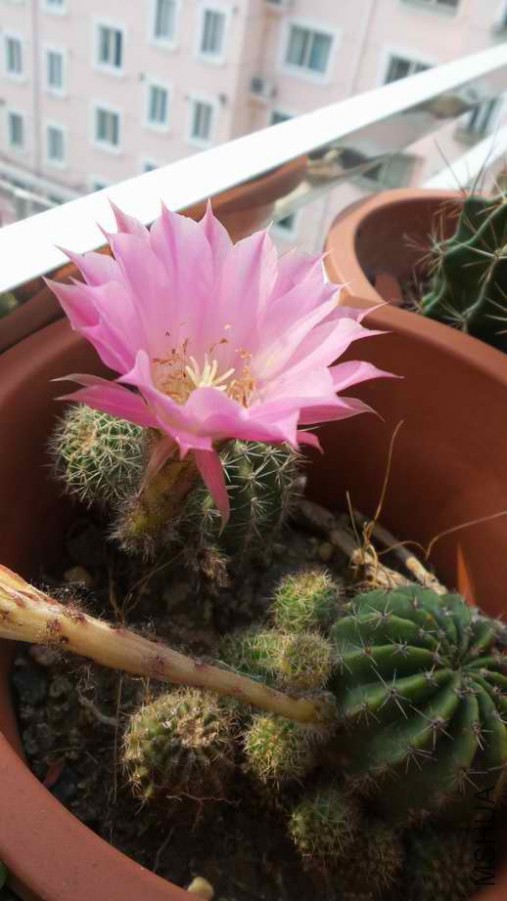20140613_082427.jpg