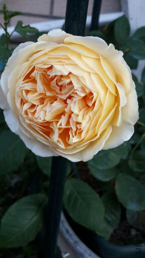 psb (9).jpg