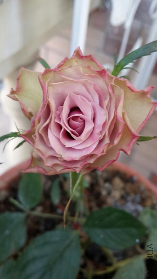 psb (10).jpg