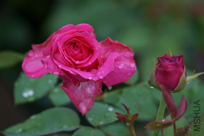 DSC01578.JPG