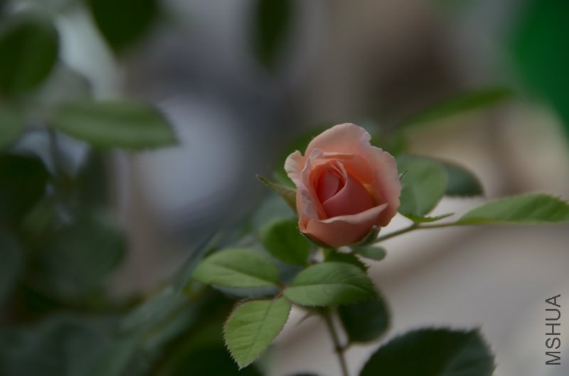 105108h8m7aftile11tmzl.jpg