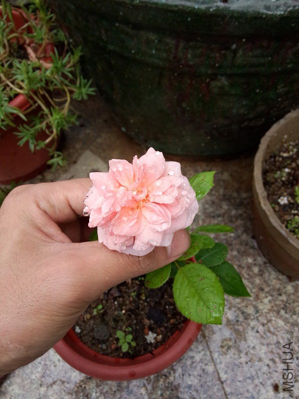IMG20140618075210.jpg