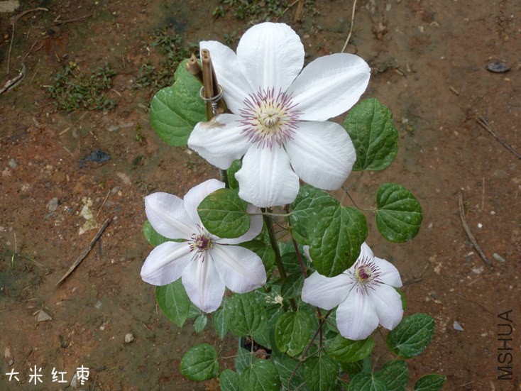 120412qcjohii8ikw6uiji.jpg