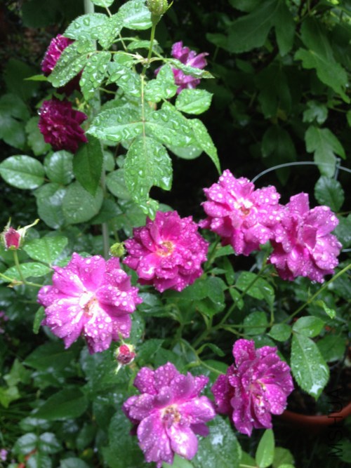 ��ҹ����