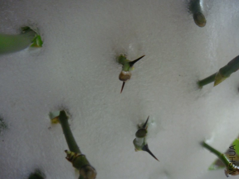 DSC07344.JPG