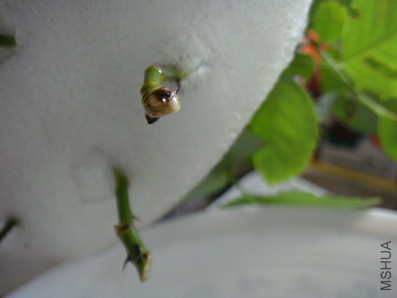 DSC07345.JPG