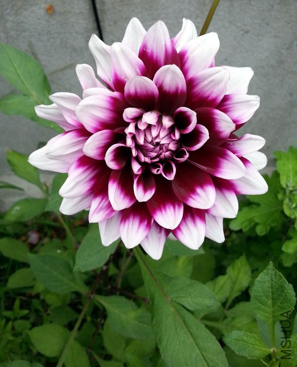 �������� Mystery Day20140618A.jpg