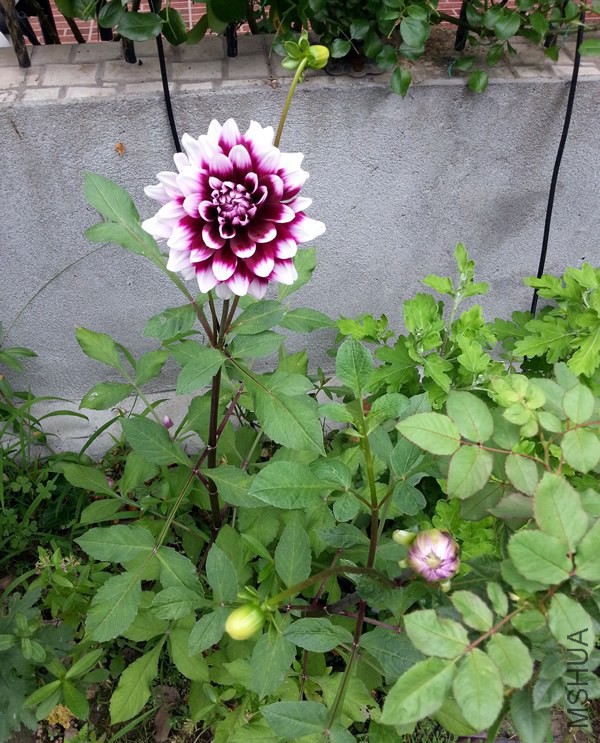 �������� Mystery Day20140618B.jpg