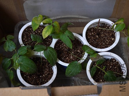 �������Ǫ���״��