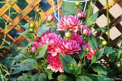 DSC05279.jpg