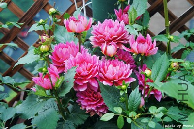DSC05341.jpg