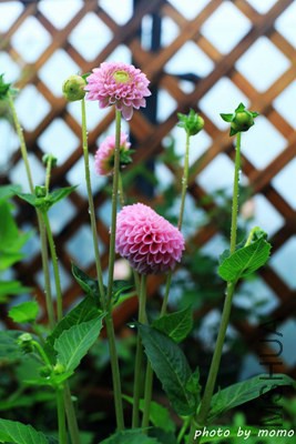 IMG_0693.jpg