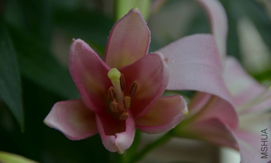 HGS_7327_����.jpg