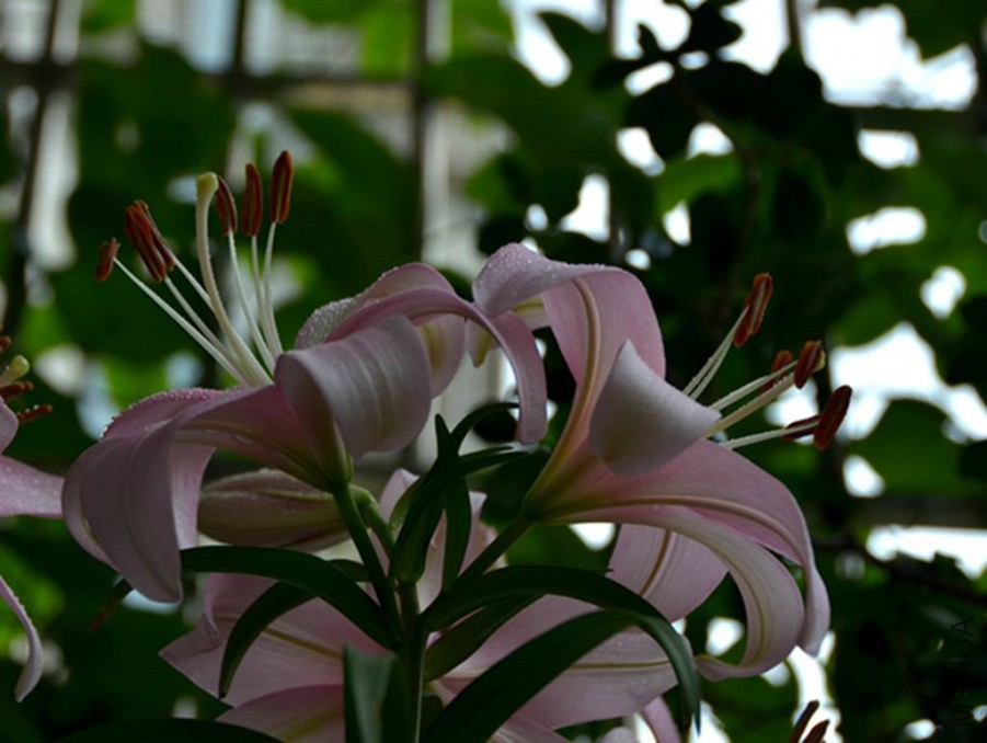 HGS_7376_����.jpg