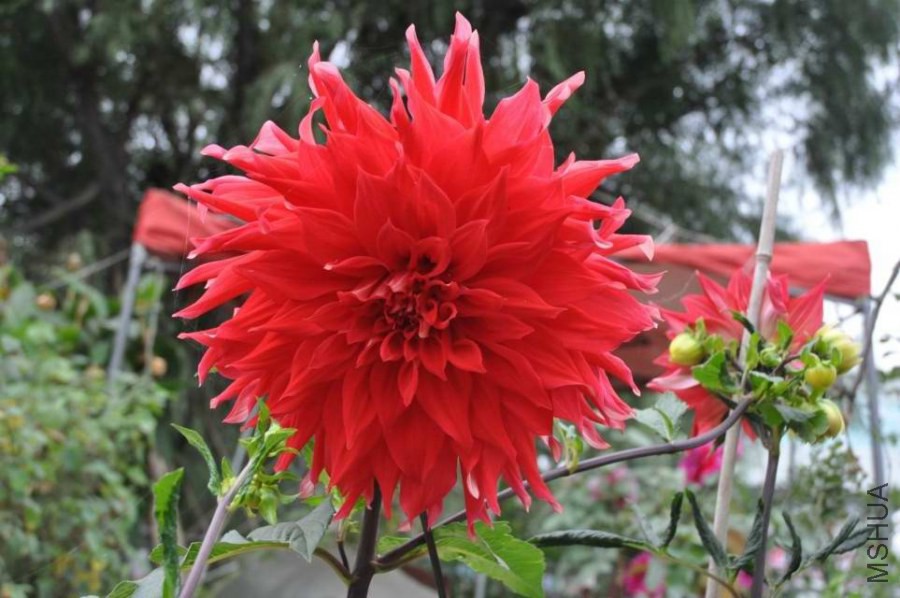 ����Ĵ�����30����