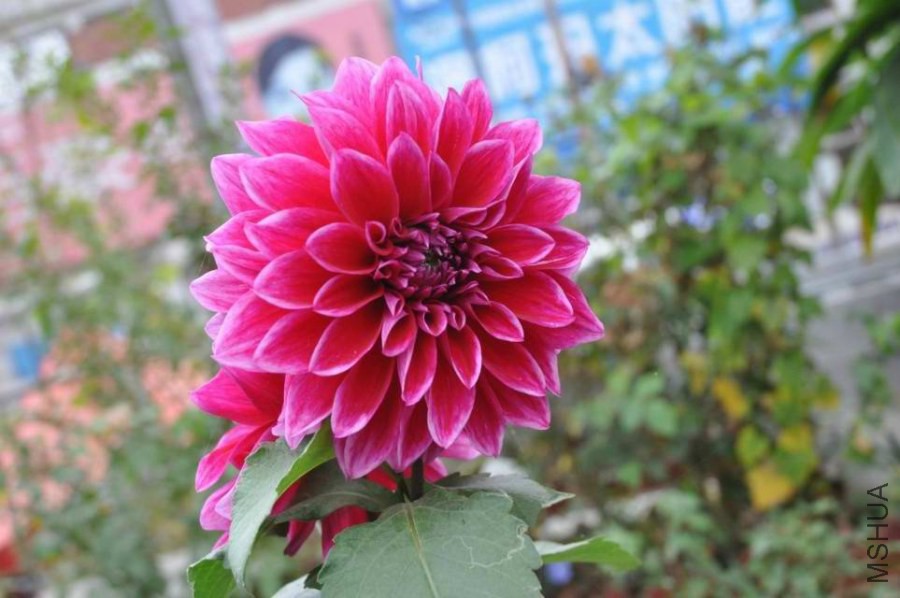 ����Ĵ�����30����