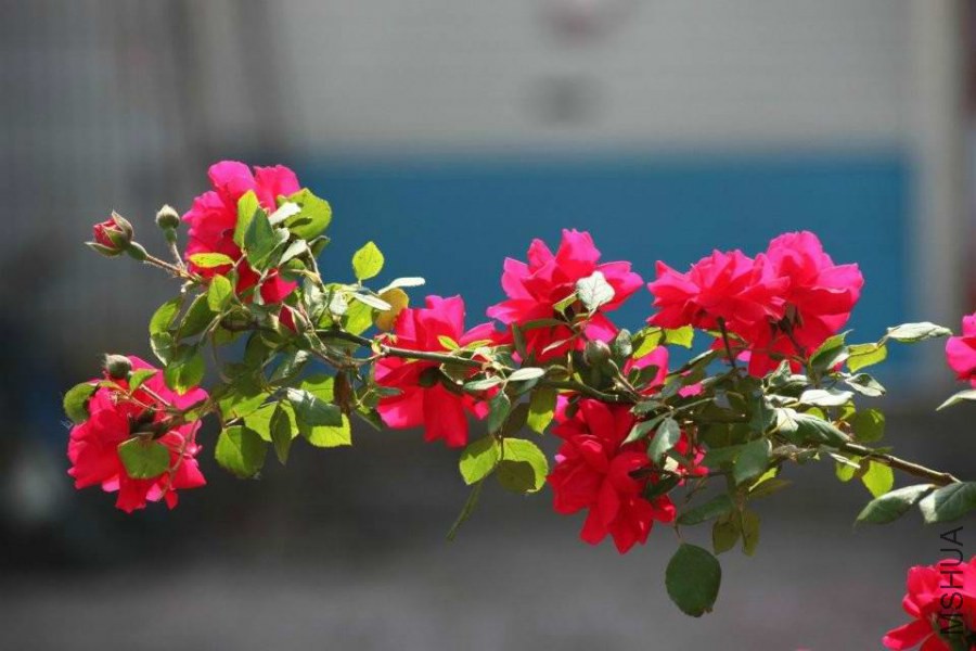 ��֪�����ֵ��¼�